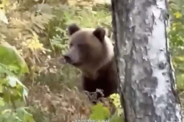 На Камчатке грибник спасся от медведя, забравшись на дерево