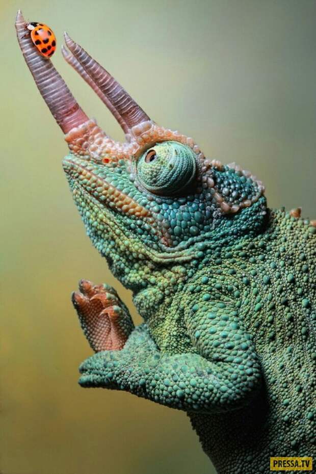 Прикольные фотографии - Субботний выпуск (53 фото)