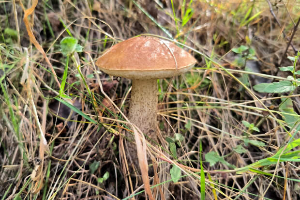 "Тихая охота" в Ленобласти: где собирать грибы в Петербурге и много ли их в лесах