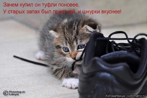 Котоматрица: Зачем купил он туфли поновее, У старых запах был приятней, и шнурки вкуснее!