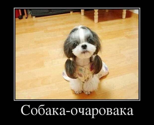 Демотиваторы (30 фото)