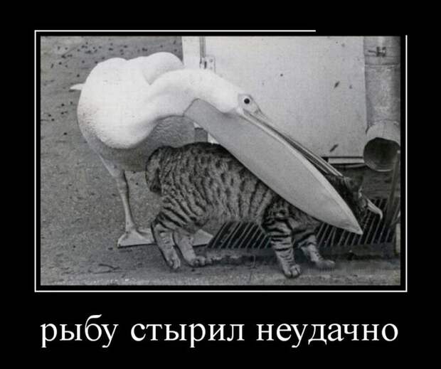 Демотиваторы (30 фото)