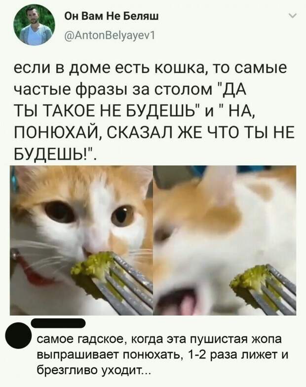 Самые незабываемые комментарии из соцсетей