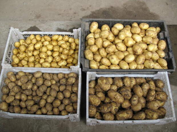 Перед закладкой на хранение картофель сортируют по размеру. Фото с сайта dachseason.ru