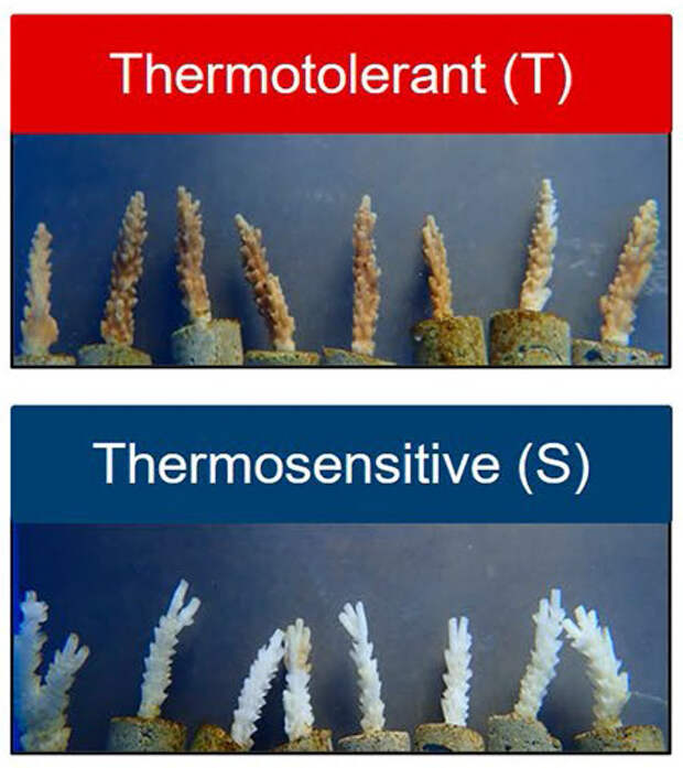 Разница между термотолерантными и термочувствительными кораллами