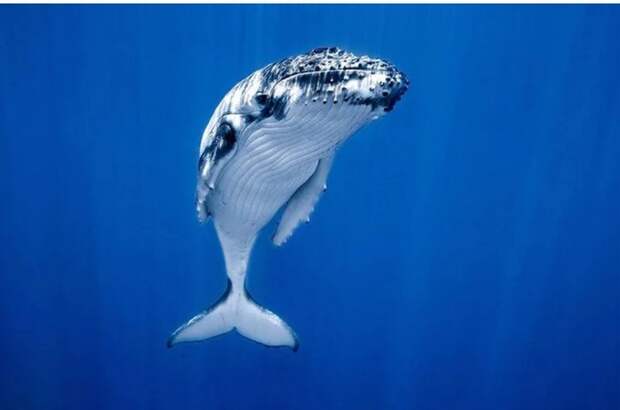 Откуда киты и дельфины берут воду для питья? Морские обитатели, Пресная вода, Наука, Пить, Длиннопост