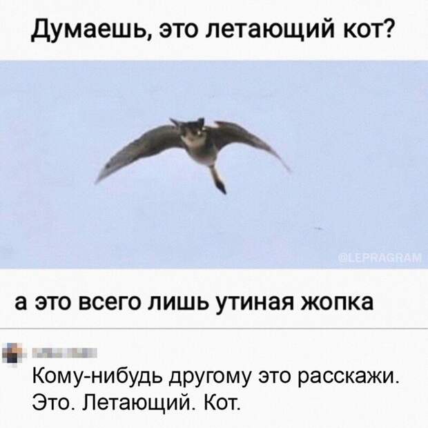 Как теперь развидеть летающего кота?