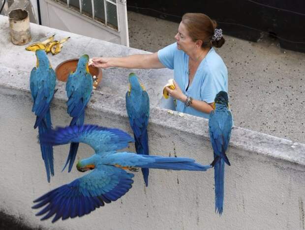 А вот венесуэльские голуби не смотря на то, что они тоже из Южной Америки, хотя бы имеют крылья. голуби, животные, прикол, юмор