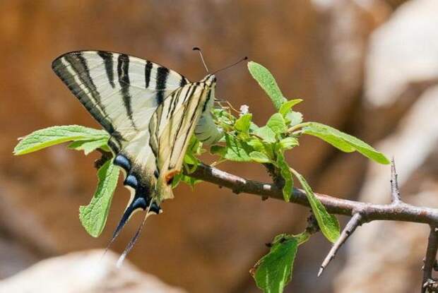 Бабочка подалирий: описание, жизненный цикл, места обитания. Парусник махаон