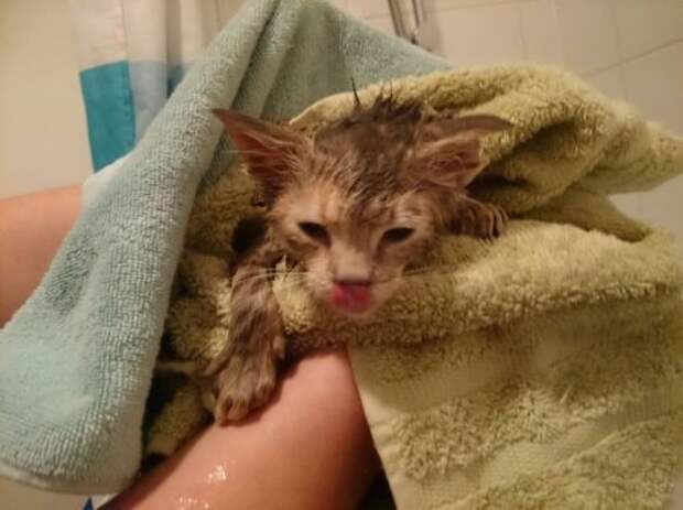 Неправильные коты  вода, кот