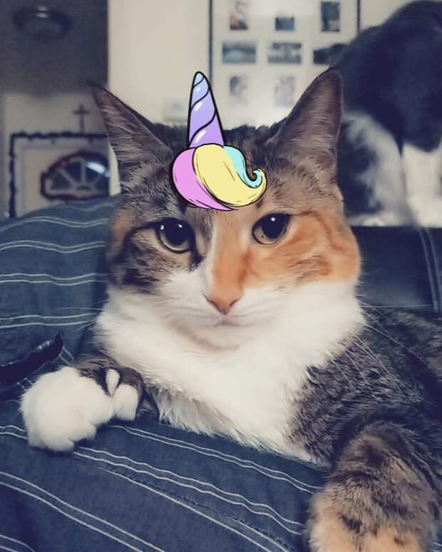 8 милых масок Snapchat для домашних животных