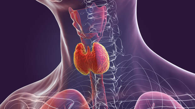 Терапевт: переохлаждение щитовидной железы может иметь серьёзные последствия