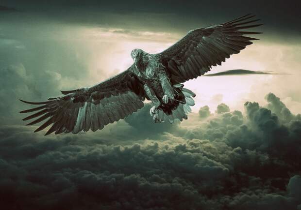 https://c.pxhere.com/photos/ef/30/eagle_predator_bird_fantasy_flying_sky_clouds_hunter-1189618.jpg!d