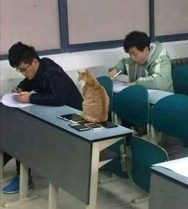 Смешные кадры с животными, которые поднимут настрой