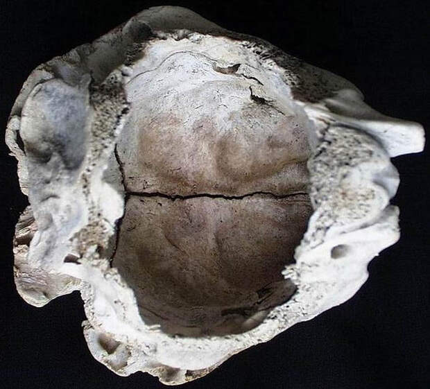 Загадочный череп из Болгарии