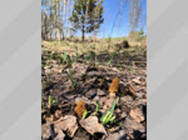 Фото: Елена Прилуцкая / vk.com/gribniki22rus