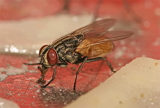 На своих лапках мухи могут переносить возбудителей опасных инфекций и яйца гельминтов