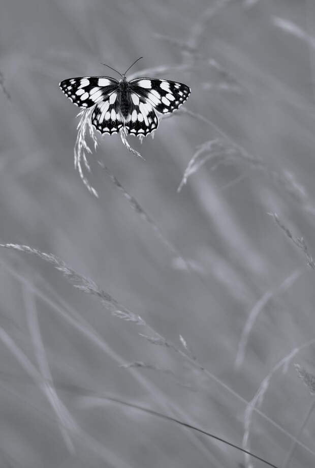 Блог - Главные победители Wildlife Photographer of the Year Главные победители Wildlife Photographer of the Year