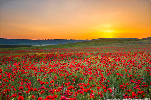 Crimean poppies / Крымские маки