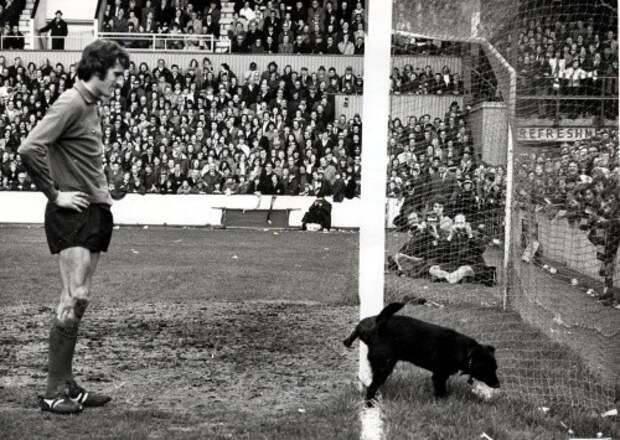 Голкипер "Ливерпуля" Рэй Клеменс терпеливо ждет, пока собачка выражает свое мнение о его игре, 1972 год, Англия исторические фотографии, история, факты