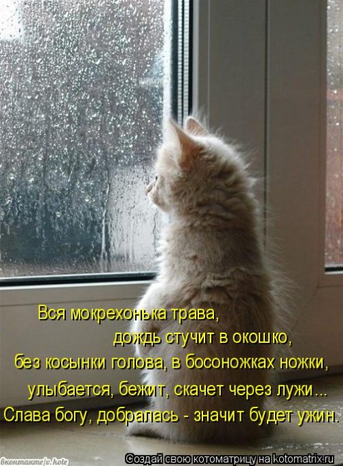 Свежая котоматрица (22 шт)