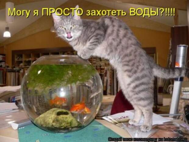 Котоматрица для ночных посетителей Поржать.ру
