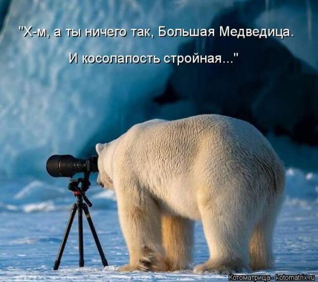 Лучшие котоматрицы недели (50 фото)