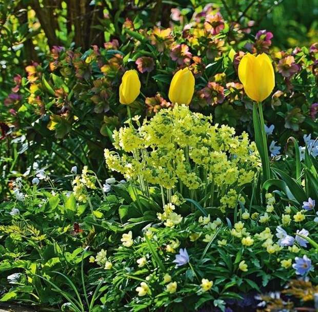 Влажные от росы тюльпаны парят над цветником. В роли свиты выступают первоцвет весенний (Primula veris), анемона дубравная (Anemone nemorosa) и морозники. От яркой компании глаз не отвести!