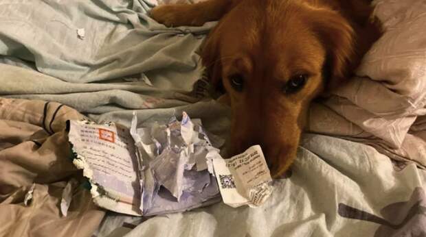 Собака спасла хозяйку от заражения коронавирусом, уничтожив ее паспорт