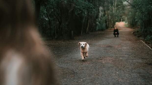 Щенок, бегущий навстречу хорошо знакомому человеку - лучшее доказательство прекрасной собачьей памяти. Фото Taryn Elliott/Pexels