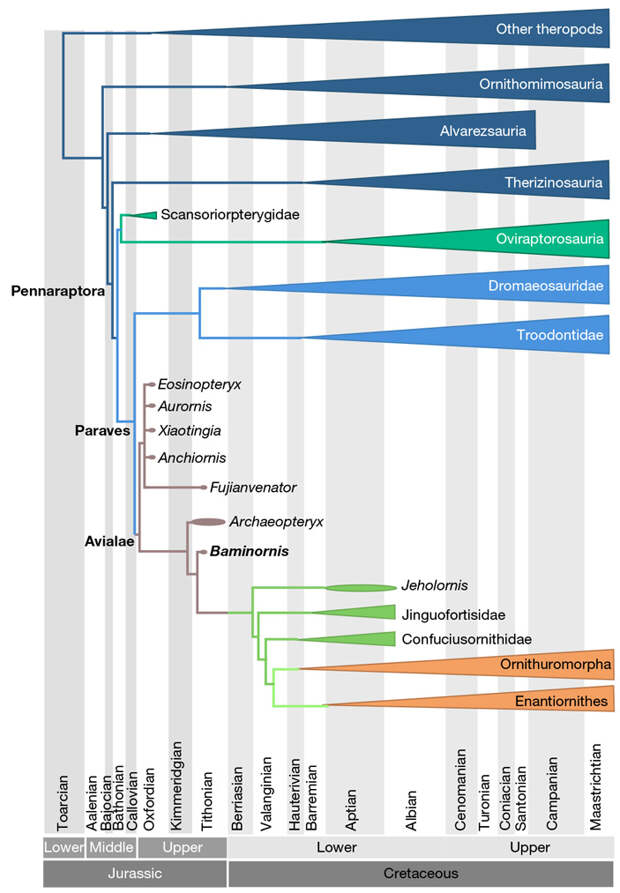 Положение баминорниса на эволюционном древе хищных динозавров