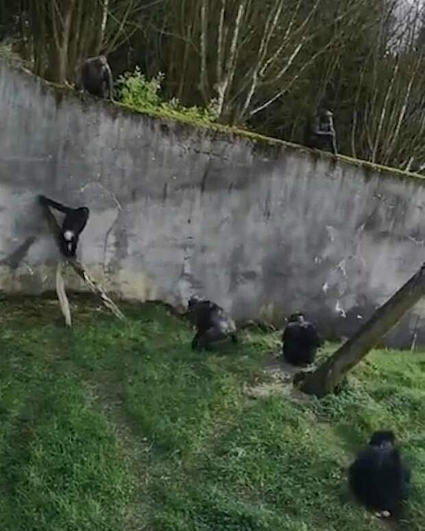 Шимпанзе сбежали из вольера зоопарка, соорудив лестницу из палок видео, животные, забавно, зоопарк, обезьяна, обезьяны, приматы, шимпанзе