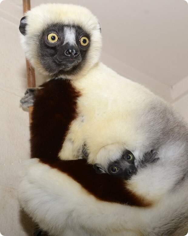 Ореховые сифаки из Duke Lemur Center