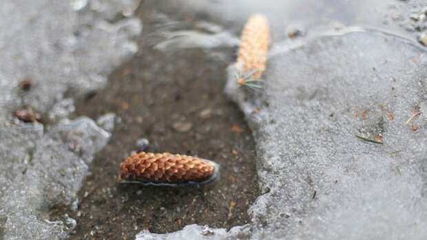 "Весеннее потепление" до +8 градусов придет на Алтай в начале февраля