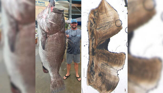 Рыбак поймал 50-летнего окуня весом 158 килограммов