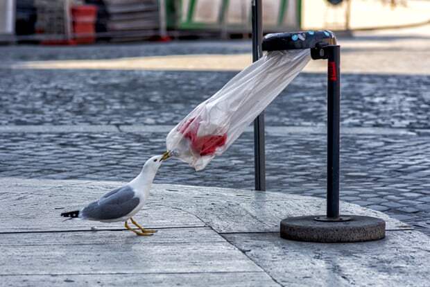 Серебристая чайка пробует открыть пакет с мусором в Риме. 9.04. с.г.