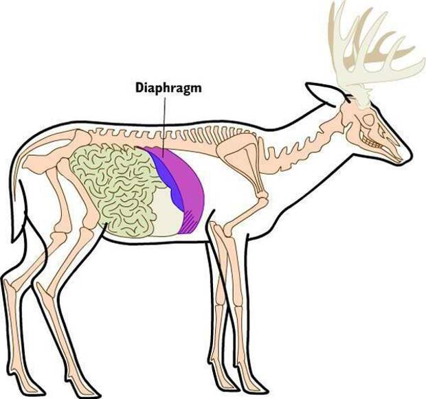 Описание и функции диафрагмы. Какие животные имеют этот орган?
