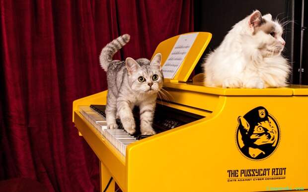 Команда ветеринаров, учёных и музыкантов разработали революционный электрический рояль для кошек. При нажатии на клавишу он производит ультразвуковые частоты, которые могут слышать только животные. Рояль был использован для организации первого за всю историю концерта, где слушателями были исключительно кошки.