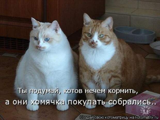 Свежая котоматрица на Бугаге (26 фото)