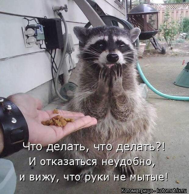 Лучшие котоматрицы недели (50 фото)