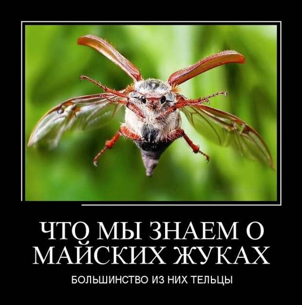 Демотиваторы