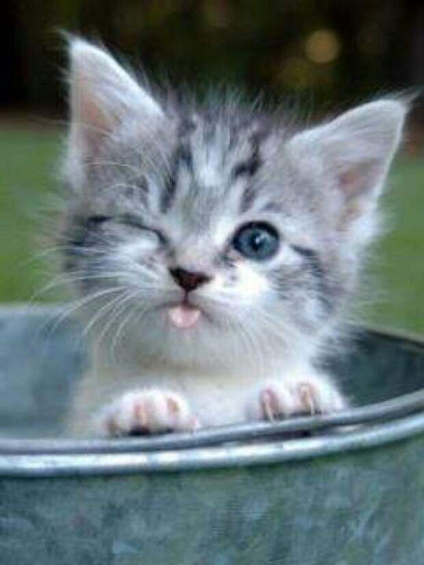 gatiito dindo..dindo | Cute animals, Kittens cutest, Kittens