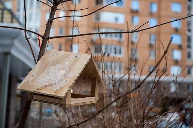 Свыше 20 тысяч жителей Подмосковья приняли участие в акции «Покорми птиц»