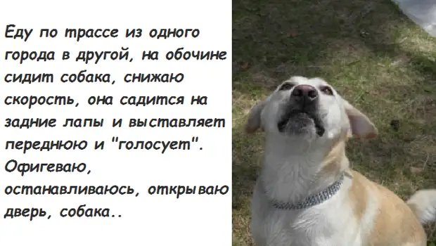 собака сидит на другой собаке. маленькая овчарка. что такое доминировать у животных. две собачки. немецкая овчарка.
