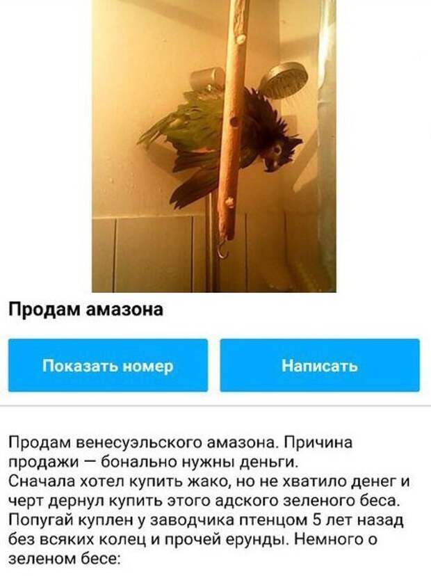 Забавное объявление о продаже попугая