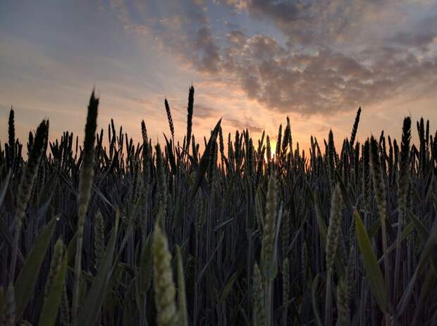 Россельхознадзор выявил более 250 нарушений при обороте зерна в Дагестане