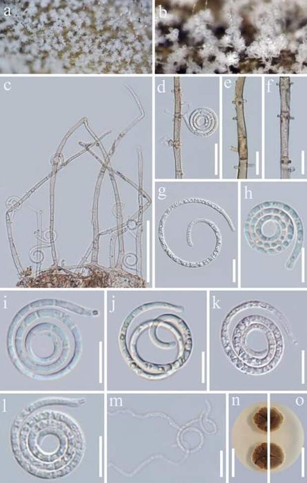 В Юньнани на кофейных деревьях обнаружили два новых вида грибов рода Neohelicomyces