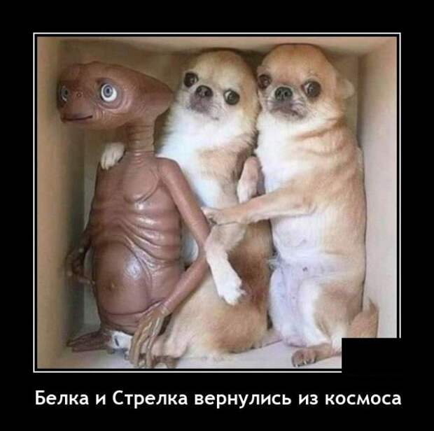 Демотиватор про собак