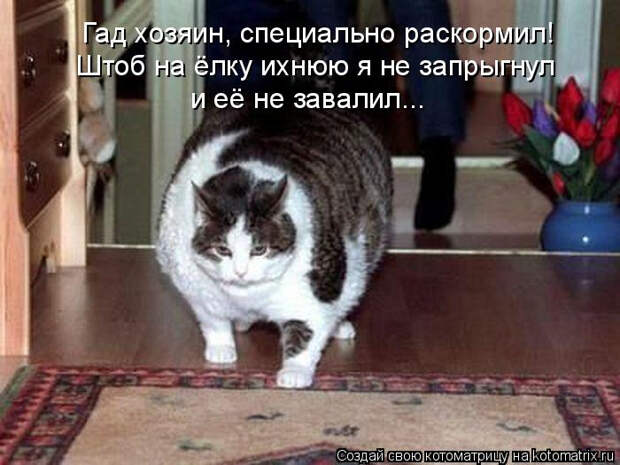 kotomatritsa_P_ (700x525, 228Kb)