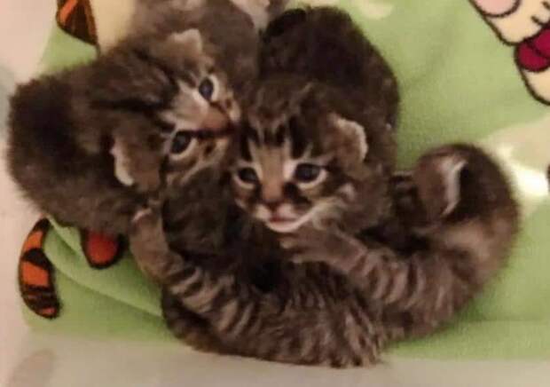 помощь котятам маленькие котята